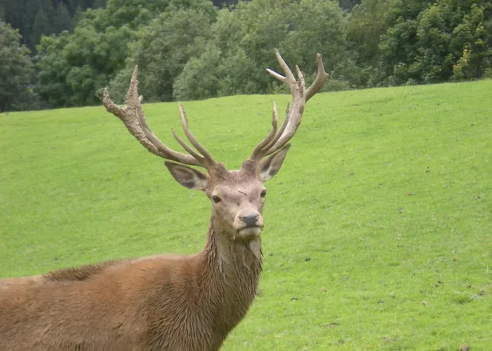 דירה Haus Schwaighofer Neukirchen am Großvenediger